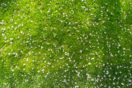 Many white small flowers in top view of grass textureの写真素材