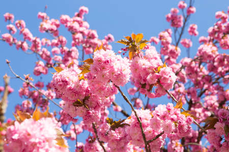 Pink cherry blossom flowers on flowering tree branch blooming in spring.