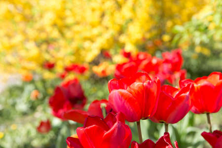 Field of tulips in the sunlight. Beautiful tulips on yellow background. Selective Focus.の写真素材