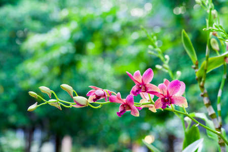Closeup of pink orchid phalaenopsis. Bouquet of flowers orchids.の写真素材