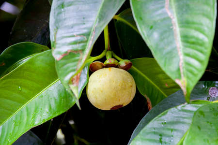 Fresh mangosteen fruit on tree in Ease of Thailandの写真素材