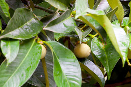 Fresh mangosteen fruit on tree in Ease of Thailandの写真素材