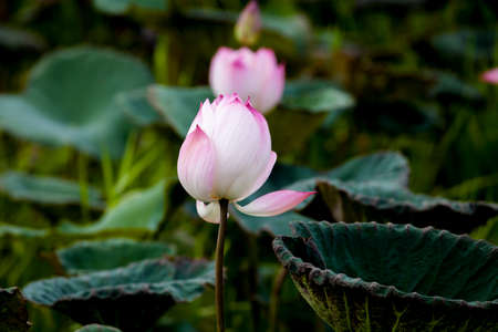 beautiful pink lotus flowers blooming in the pond in summerの写真素材