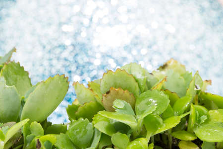 Weed with  soil isolated on blurry  backgroundの写真素材