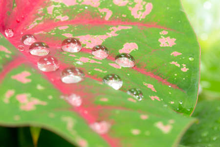 water drops on the red and green   leafの写真素材