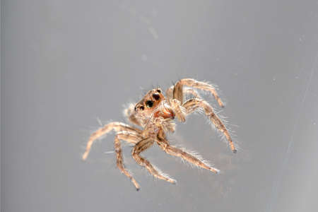 Small Jumping Spider on a gray Background