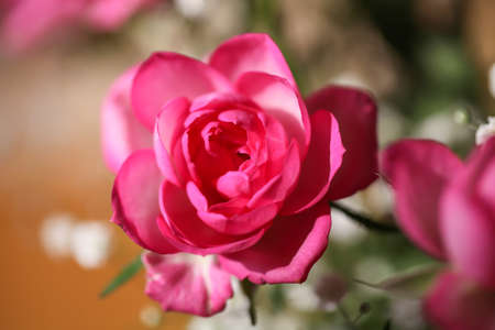 Roses and other flowers in a vase on together.の写真素材