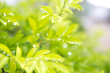 Spring or summer abstract nature blurry background with soft focus green leaves and water drop.の写真素材