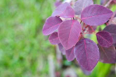 Purple leaves contrasting with the green backdrop in the mornnig.の写真素材