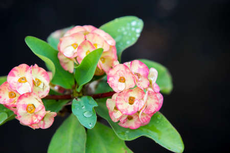 Pink euphorbia milii flowers blooming and refreshing drops of dew in the morning. Crown of thorns, Christ thorn,Poi sian flowers.の写真素材