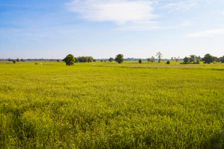 The rice grains harvested at the East of Thailand.