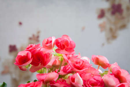 Beautiful pink Begonia flower with soft focus background