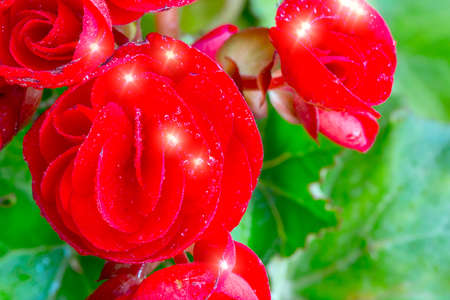 Beautiful red Begonia flower with soft focus backgroundの写真素材