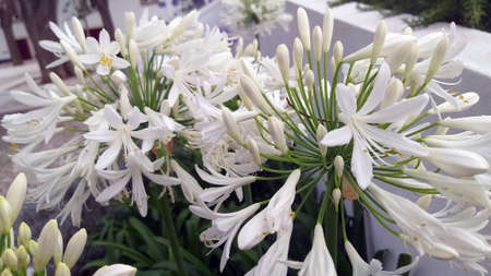 White flowers of Agapanthus or African lily on the streets of Portugal