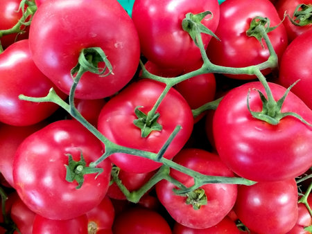 Ripe red tomatoes on a twig, perfect photo for marketsの写真素材