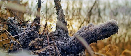 White frost on old trees in the forest at dawnの写真素材