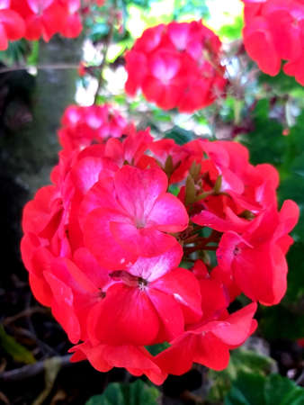 Decorative bright red geranium flowers, July, summer in Portugalの写真素材