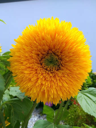 Decorative terry blooming sunflowers on the terrace of the house, summer in Portugalの写真素材