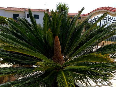 Exotic tropical palm plant in portuguese village, landscapesの写真素材