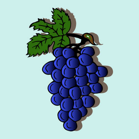 Vector illustration, banner, postcard, logo, bunch of grapes with shadow on a blue backgroundのイラスト素材