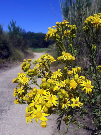 yellow wildflowers, St. John's wort on the background of a village road, summer, augustの写真素材