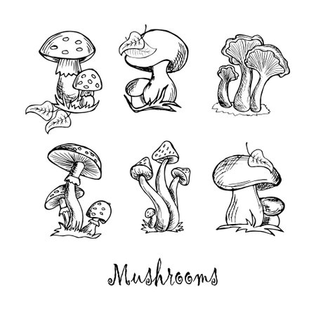 illustration, a set of contour mushrooms of different types, for paper and textilesのイラスト素材