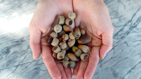 Autumn still life, ripe acorns under the bright sun in the hands of a man on a marble background. Design for banner, poster, for text.の写真素材