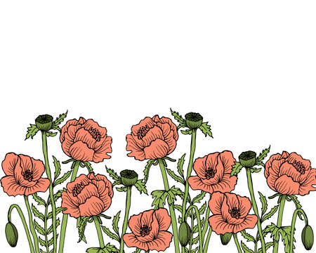 illustration, hand-drawn delicate flowers of poppies on a white background, postcard, invitation, for textのイラスト素材