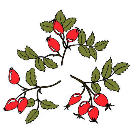 illustration, hand drawn rose hips branches with leaves and red fruits, textile, print, wallpaperのイラスト素材
