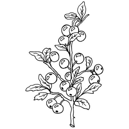 illustration, hand drawn outline blackthorn branch with berries and leaves, sketch for coloringのイラスト素材