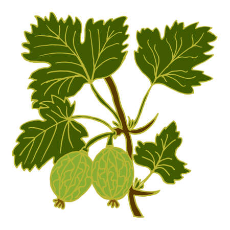 illustration, hand-drawn gooseberry branch with berries and leaves, postcard, printのイラスト素材