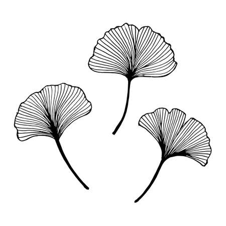 Illustration, hand drawn ginkgo leaves, black outline, design for cards, printのイラスト素材