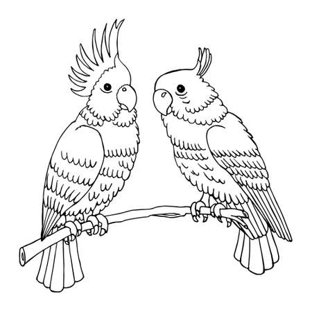 Hand drawn pair of parrots on a tree branch, line art, black outline. Sketch for coloring bookのイラスト素材