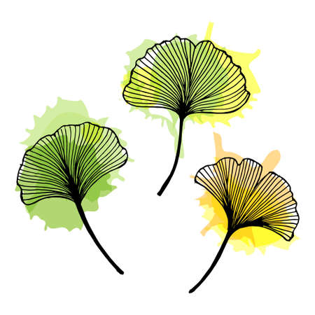 Set of hand drawn contour leaves of Ginkgo with watercolor stains. Design for postcards, posters, printのイラスト素材
