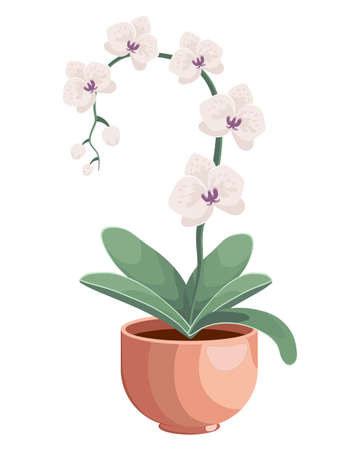 Illustration drawn delicate white orchid flowers in a pot. Detailed illustration, clip art, iconのイラスト素材