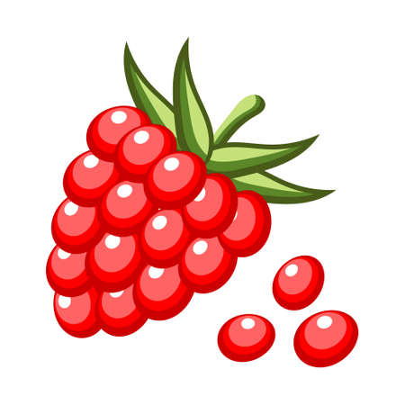 Illustration, red raspberry with scattered seeds on a white background. Fruit background, print,...