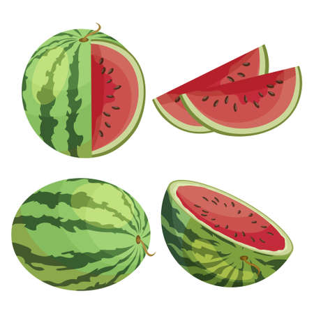 A set of colorful watermelons, a whole watermelon, half a watermelon and cut watermelon pieces. Realistic fruit illustration. Icons, decor elementsのイラスト素材