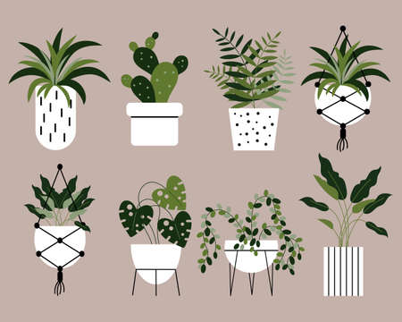 A set of home tropical plants in pots, floor and hanging. Icons, plant protection, vectorのイラスト素材