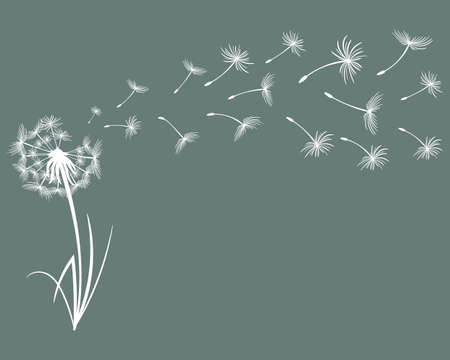 Drawn white dandelion with flying fluffs on a dark background. Print, illustration, postcard, vectorのイラスト素材