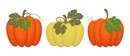 Colorful autumn pumpkins with leaves. Thanksgiving Day illustration, icons, template, vectorのイラスト素材