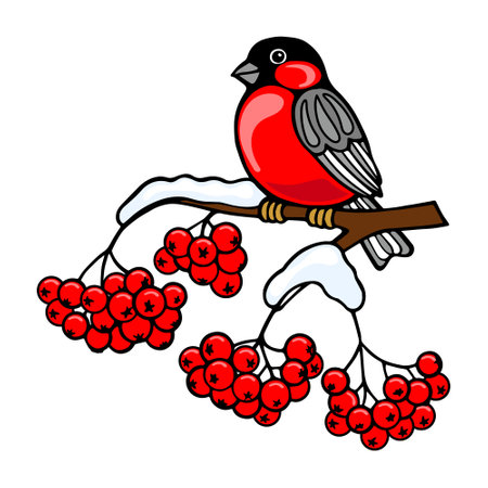 Bullfinch bird on a snow-covered branch of red rowan. Colorful winter illustration, vectorのイラスト素材