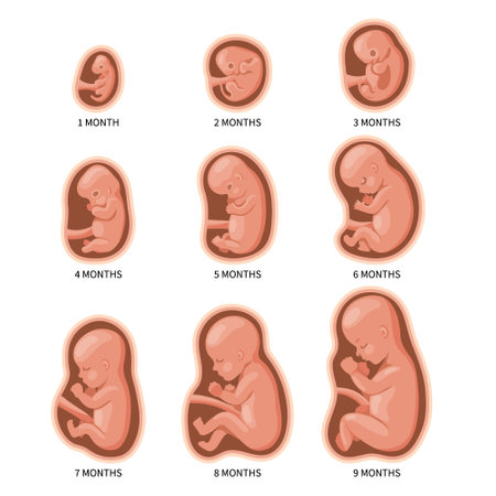 Embryo Month Pregnancy Baby Growth Embryo In The Womb, Development