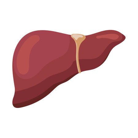 Liver. Internal human organs. Human anatomy. The concept of medicine and healthcare. vectorのイラスト素材
