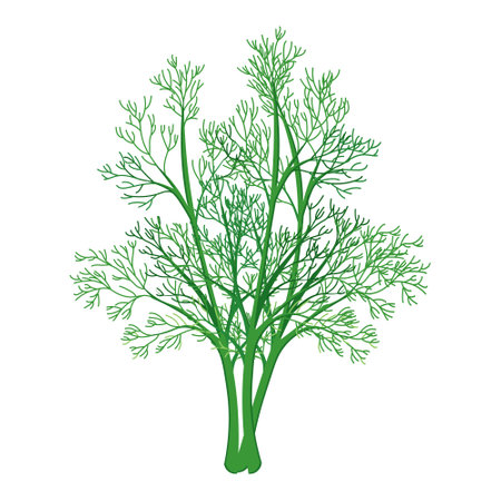 <p>Fresh green branches of dill on a white background, food. Botanical illustration. vector</p>のイラスト素材
