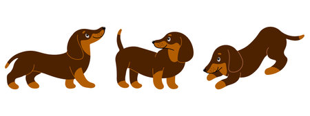 Set of cute purebred dachshunds in different poses. Illustration in cartoon style, vectorのイラスト素材