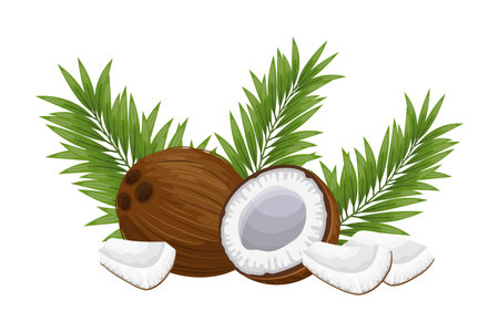 Coconuts and pieces of coconut with green leaves on a white background. illustration, vectorのイラスト素材