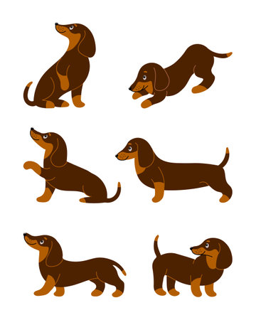 Set of cute purebred dachshund dogs in different poses. cartoon style illustration, vectorのイラスト素材