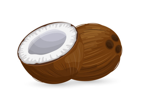 Coconut and cut coconut on a white background. Tropical fruit illustration, vectorのイラスト素材