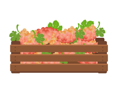 Wooden box with pink grapes. Healthy food, fruits, agriculture illustration, vectorのイラスト素材