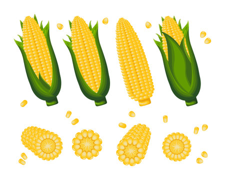 Set of sweet corn, corn on the cob and corn grains on a white background. agriculture icons, vectorのイラスト素材